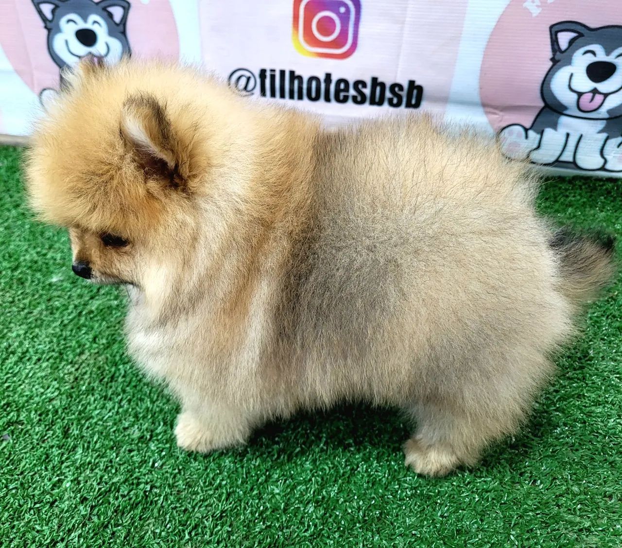 Spitz Alemão de Qualidade - Foto 3