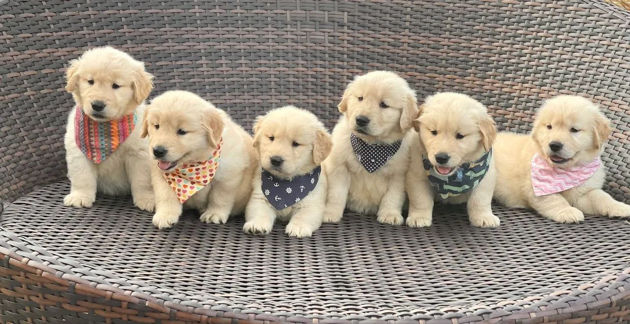 Três filhotes Golden Retriever  - Foto 3
