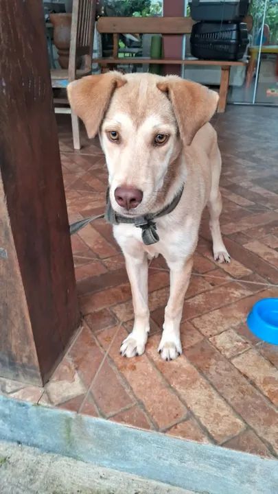 Linda cachorrinha para adoção! - Foto 4