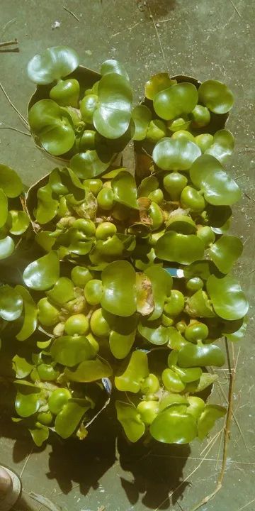 Mudas de Aguapé. - Foto 4