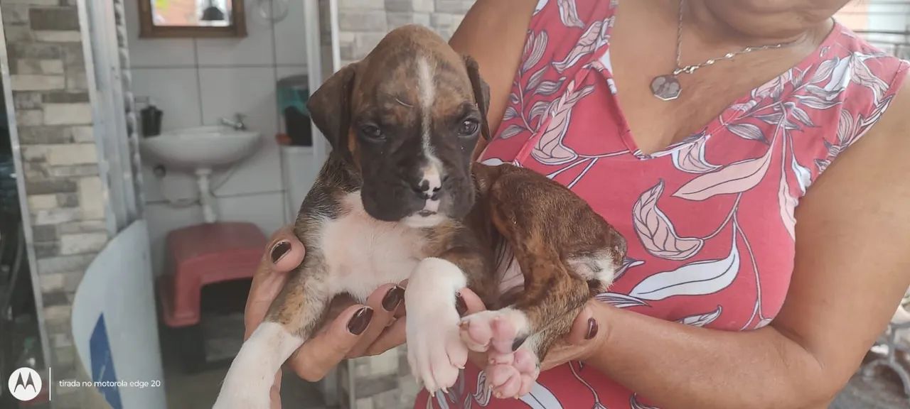Boxer disponíveis  - Foto 5