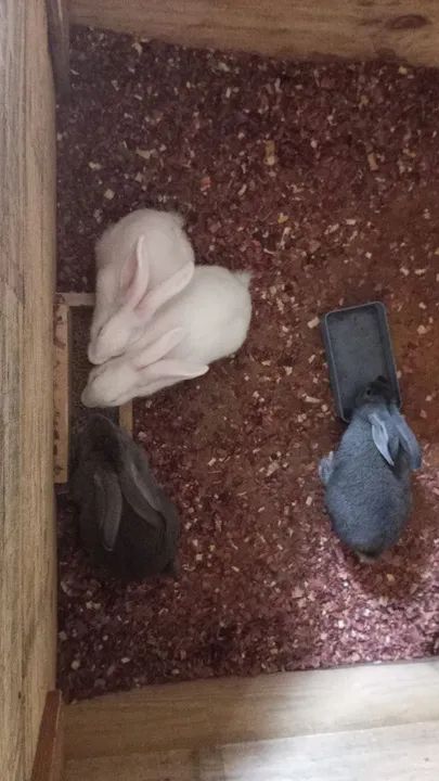 Coelho "Gigante de Flandres) - Foto 2