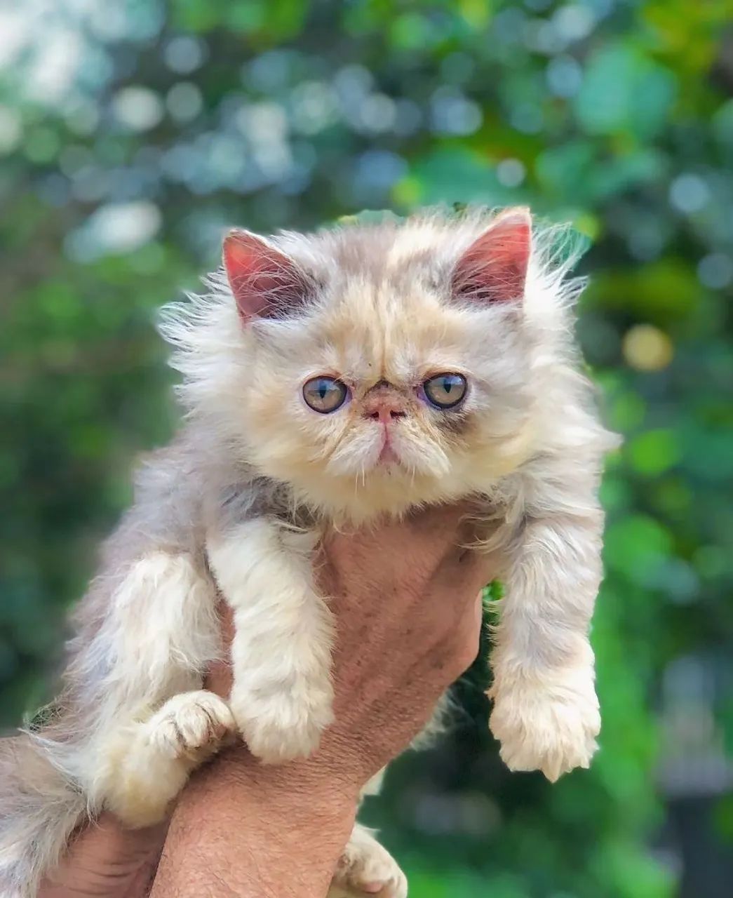 Filhote de Gato Persa Exótico