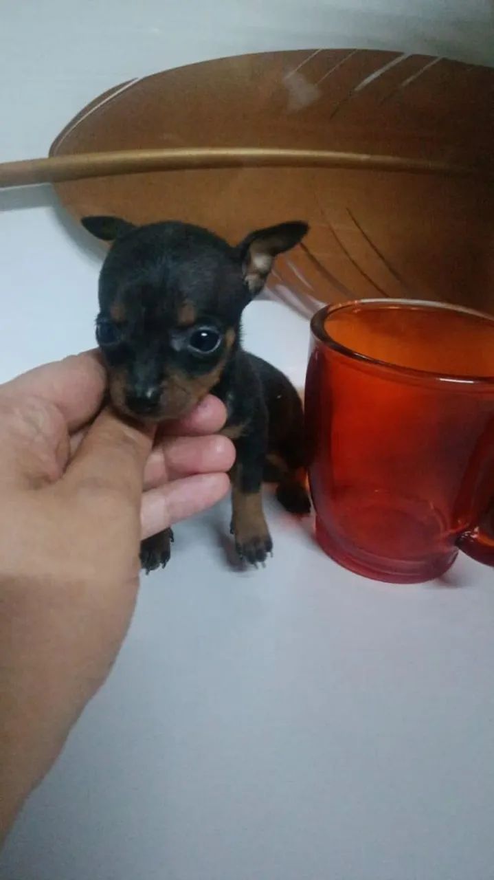Filhote de Pinscher Miniatura