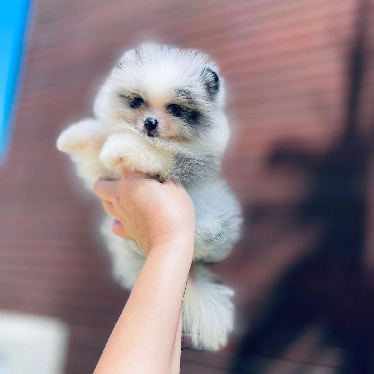 Ursinho Merle com Olhos Azuis Lulu da Pomerânia  - Foto 3