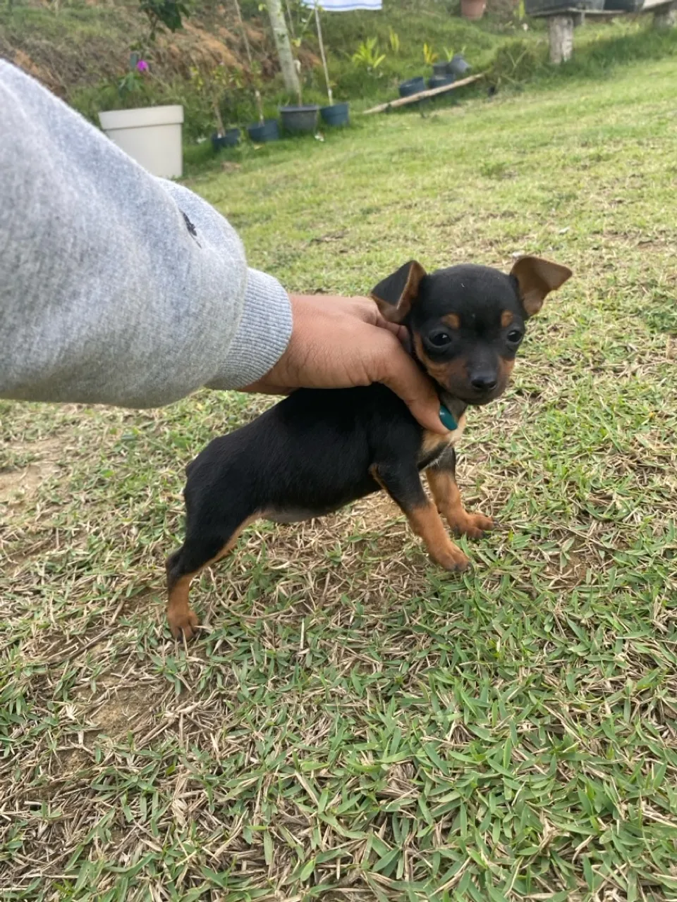 Vendo Pinscher 0