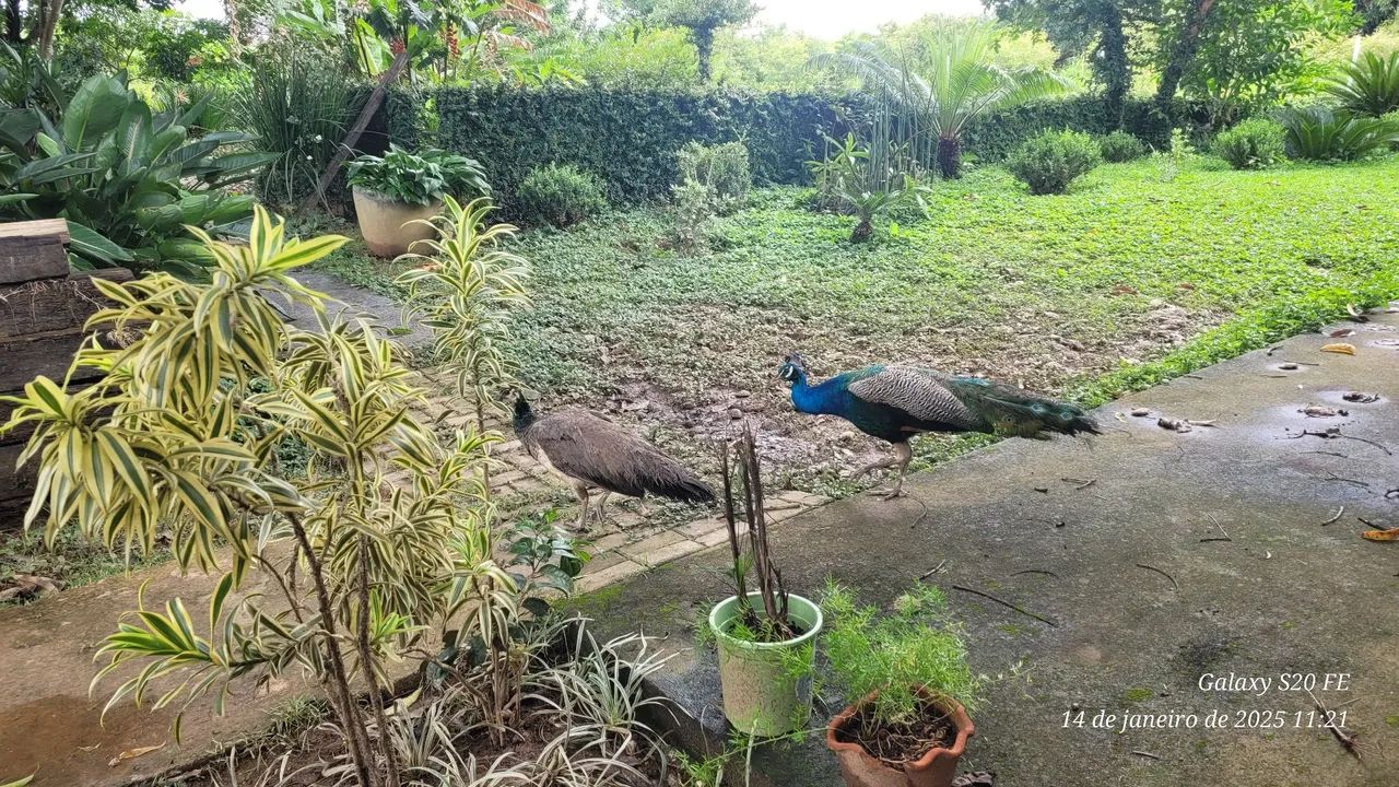 Lindo casal de pavão! - Foto 6