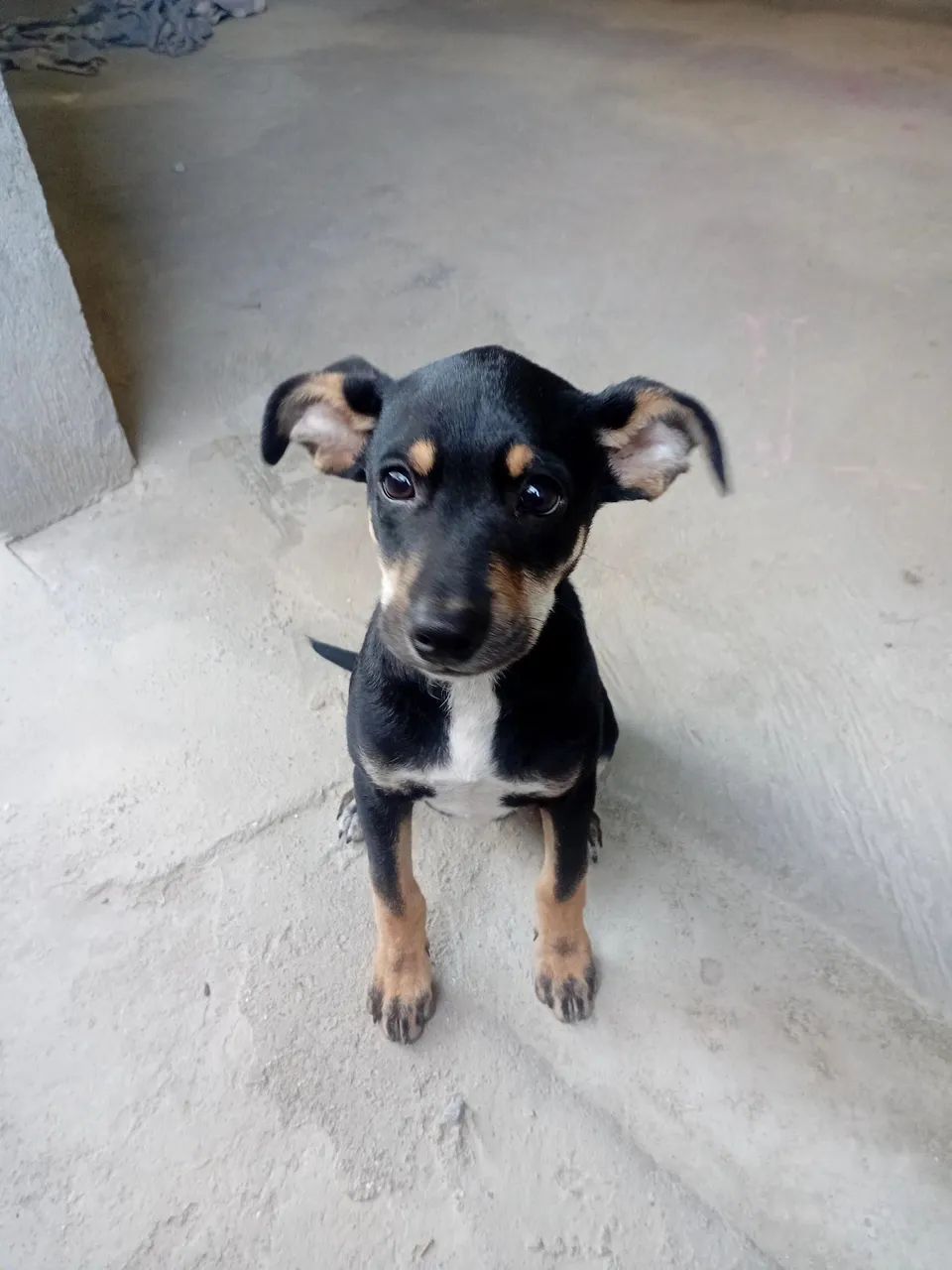Filhote de cachorro Pinscher 02 - Foto 3