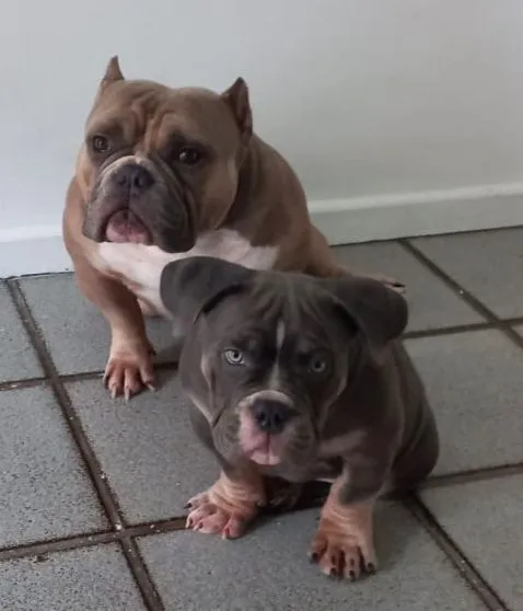 Filhote de American Bully