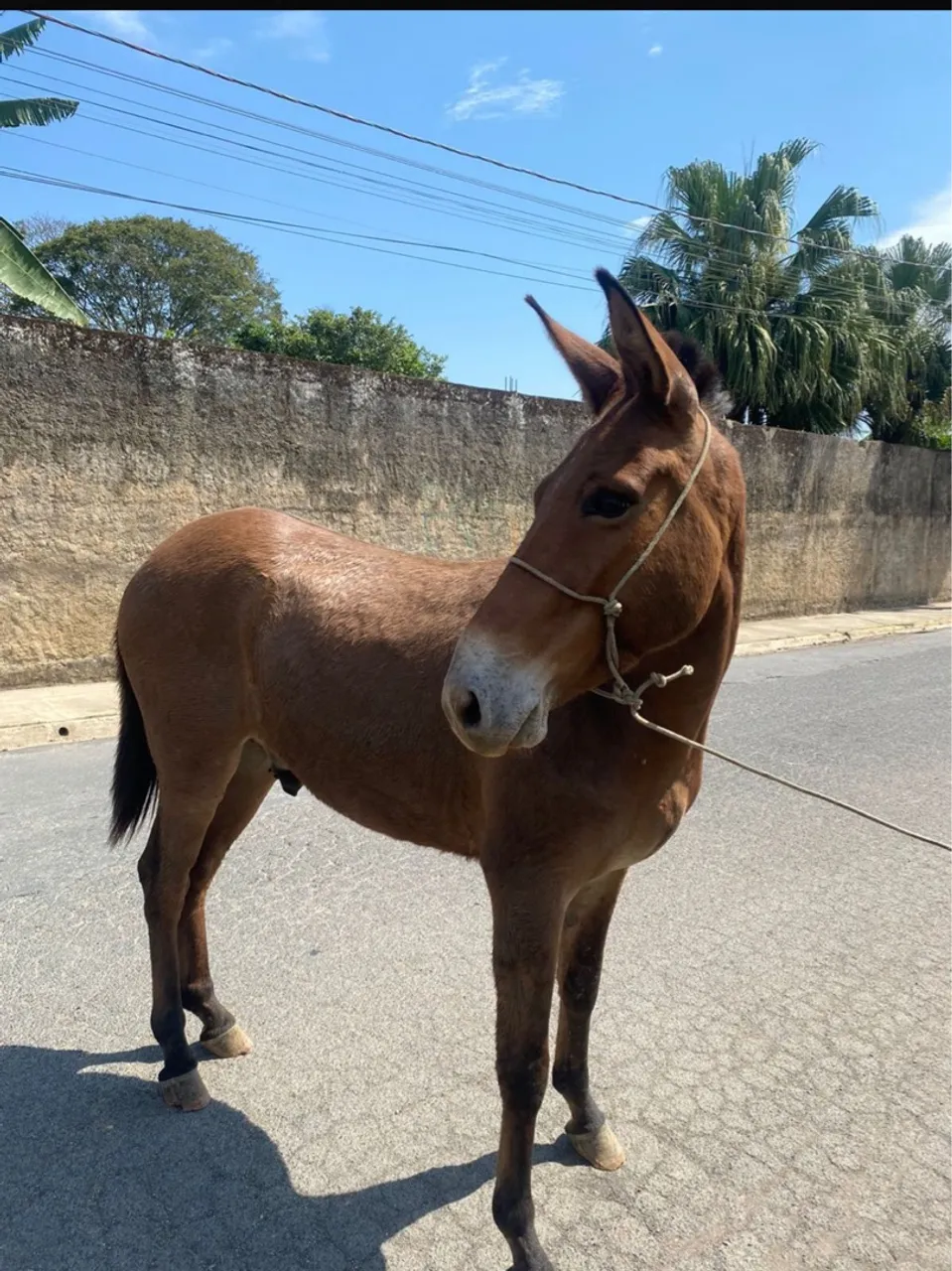 Burro para trabalho ou lazer - Ótima genética!