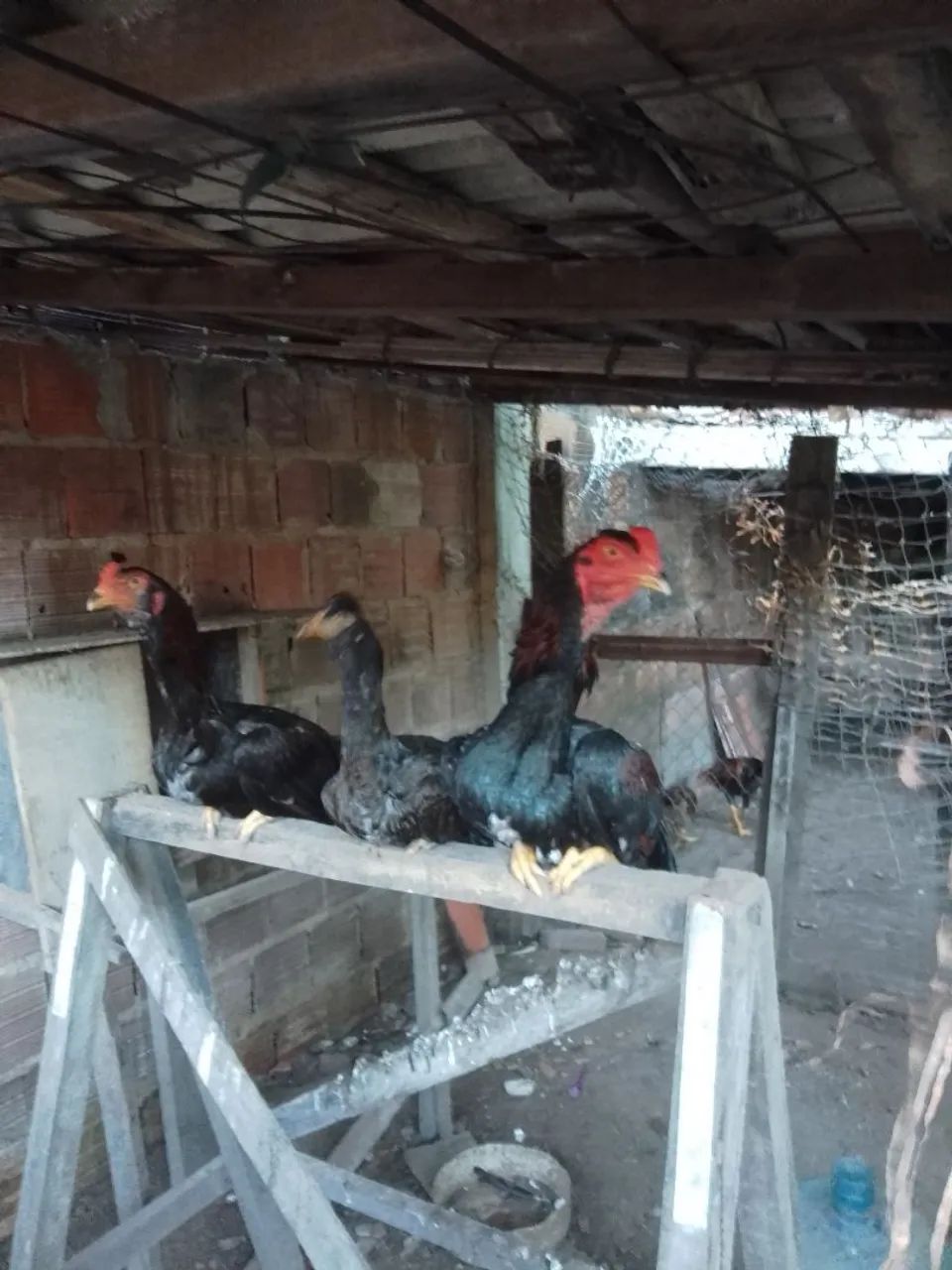 Galos de raça para venda