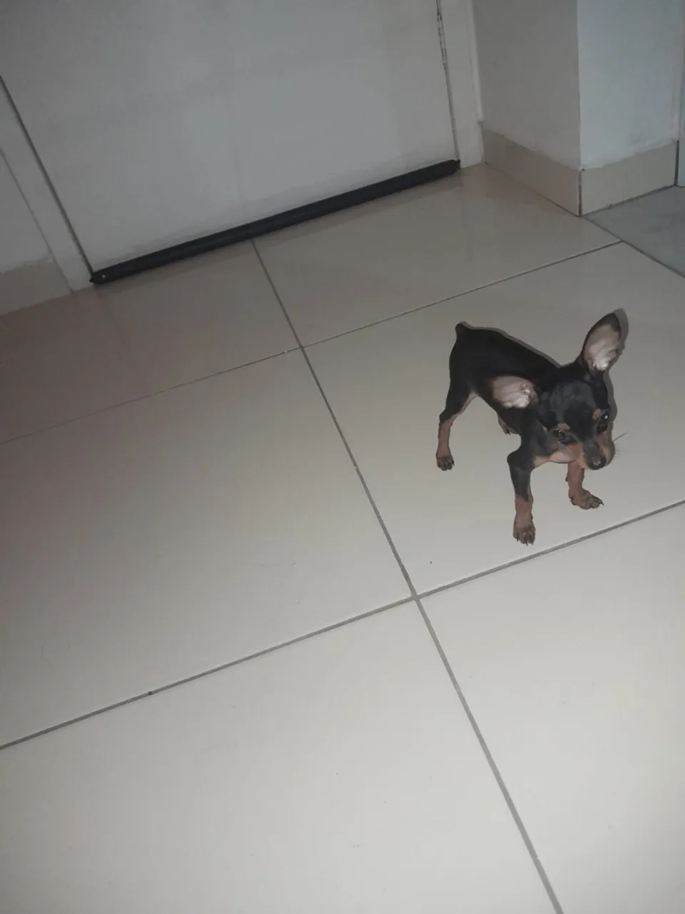 Filhote de Pinscher Miniatura