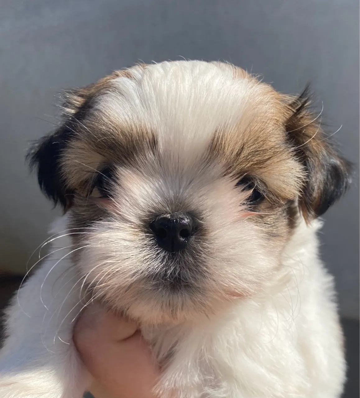 Filhote Shih Tzu Fêmea 