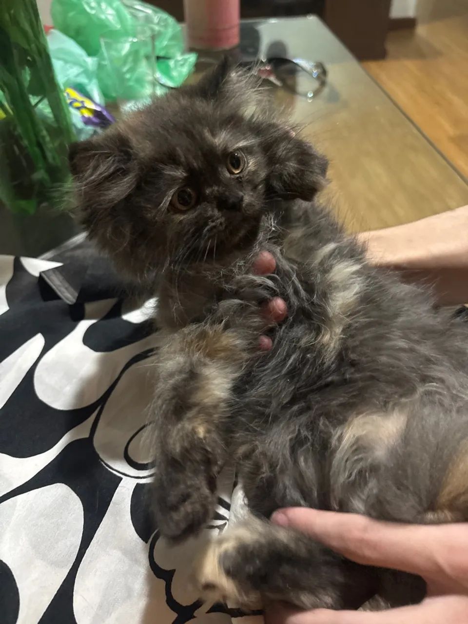 Gatinha persa   Pelos longos  fêmea - Foto 4