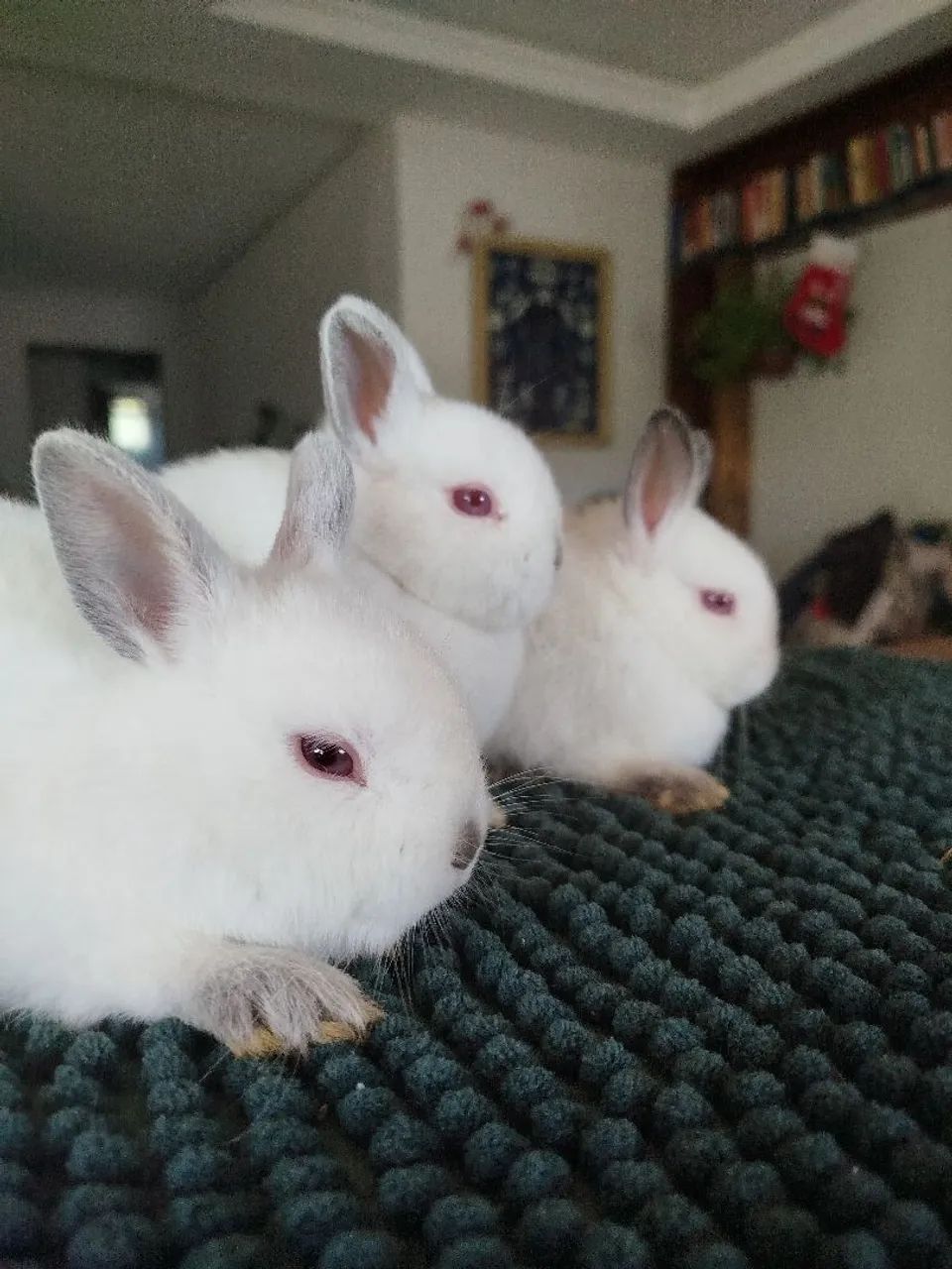 Filhote coelho Anão Netherland - Foto 3