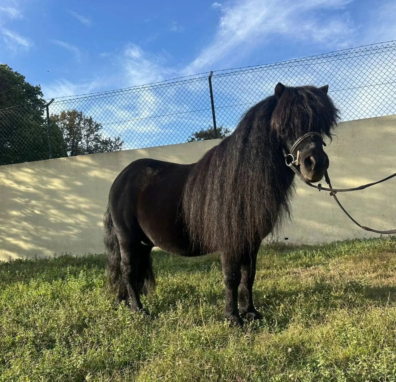 Casal de mini pôneis pretos