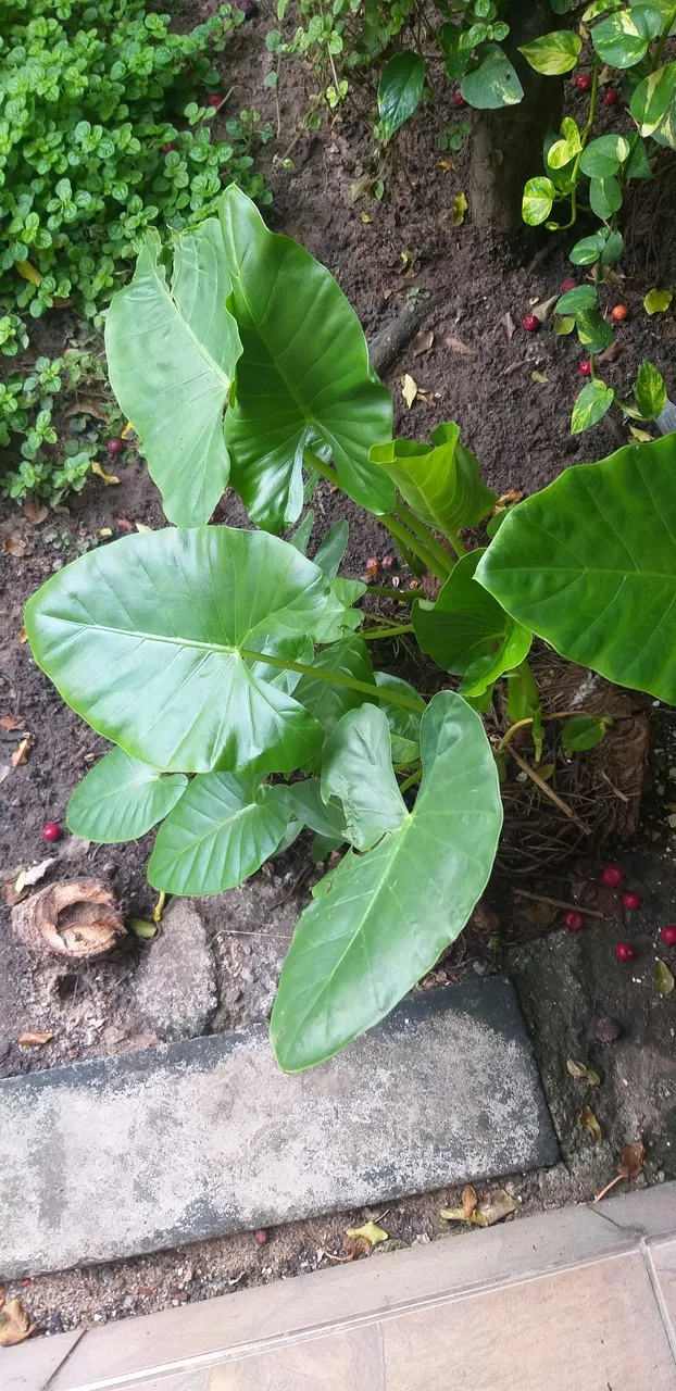 Leucocasia gigante- Orelha de elefante