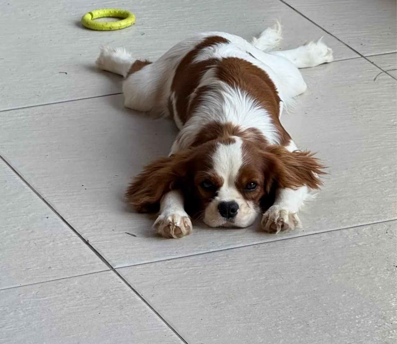 Cavalier King Charles Spaniel 