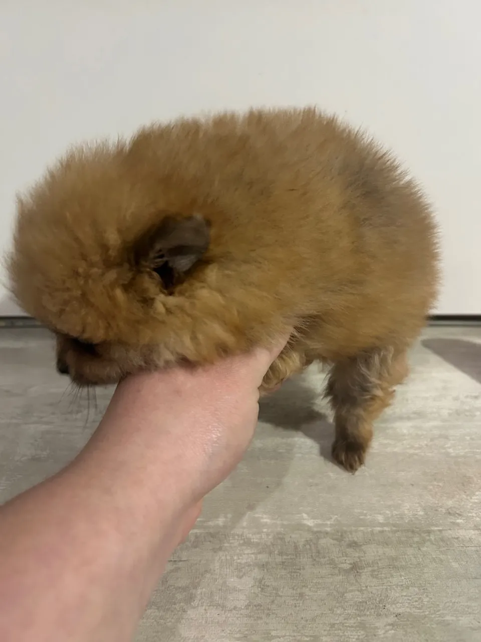 Filhote de Spitz Alemão - Pelúcia de 4 Patas