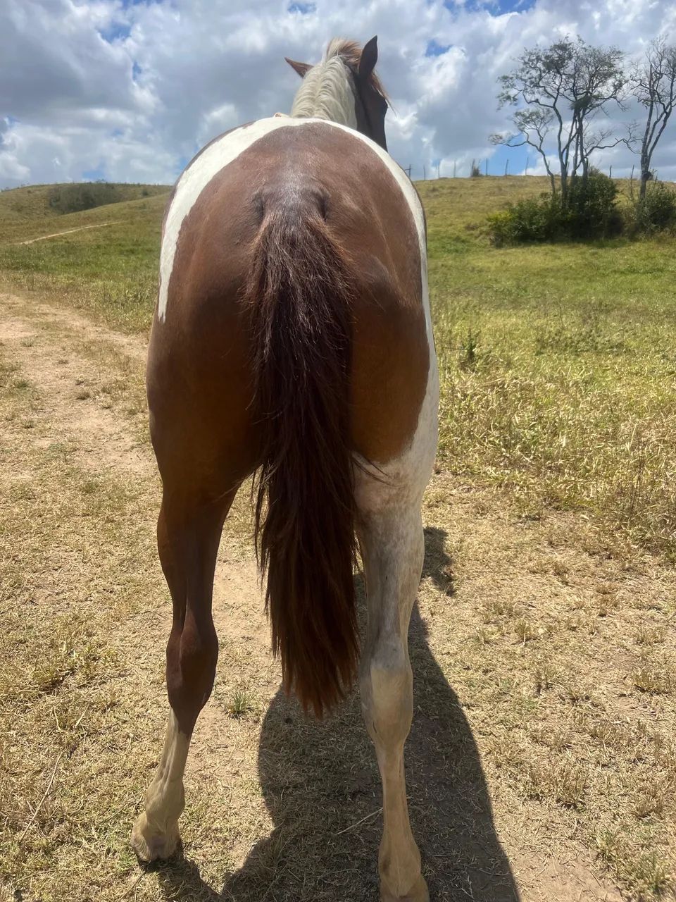 Vendo Potro 2 anos  - Foto 4