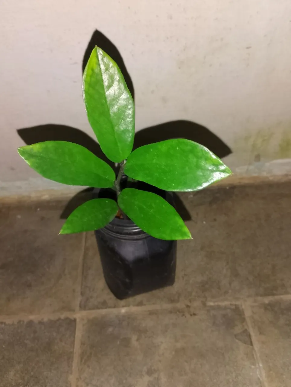 Muda da Planta zamioculca