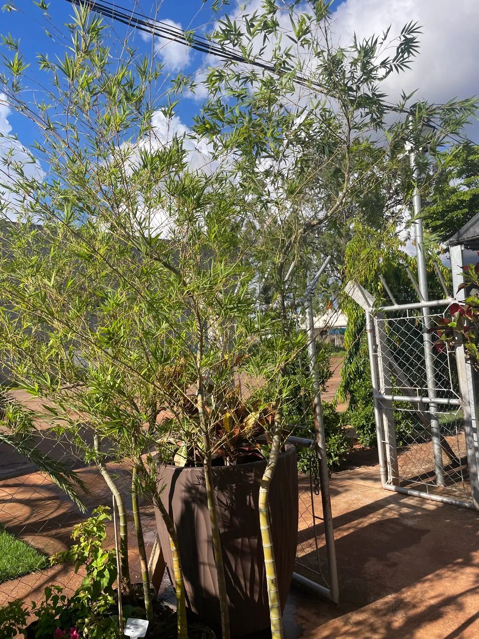Muda de Bambu mosso 