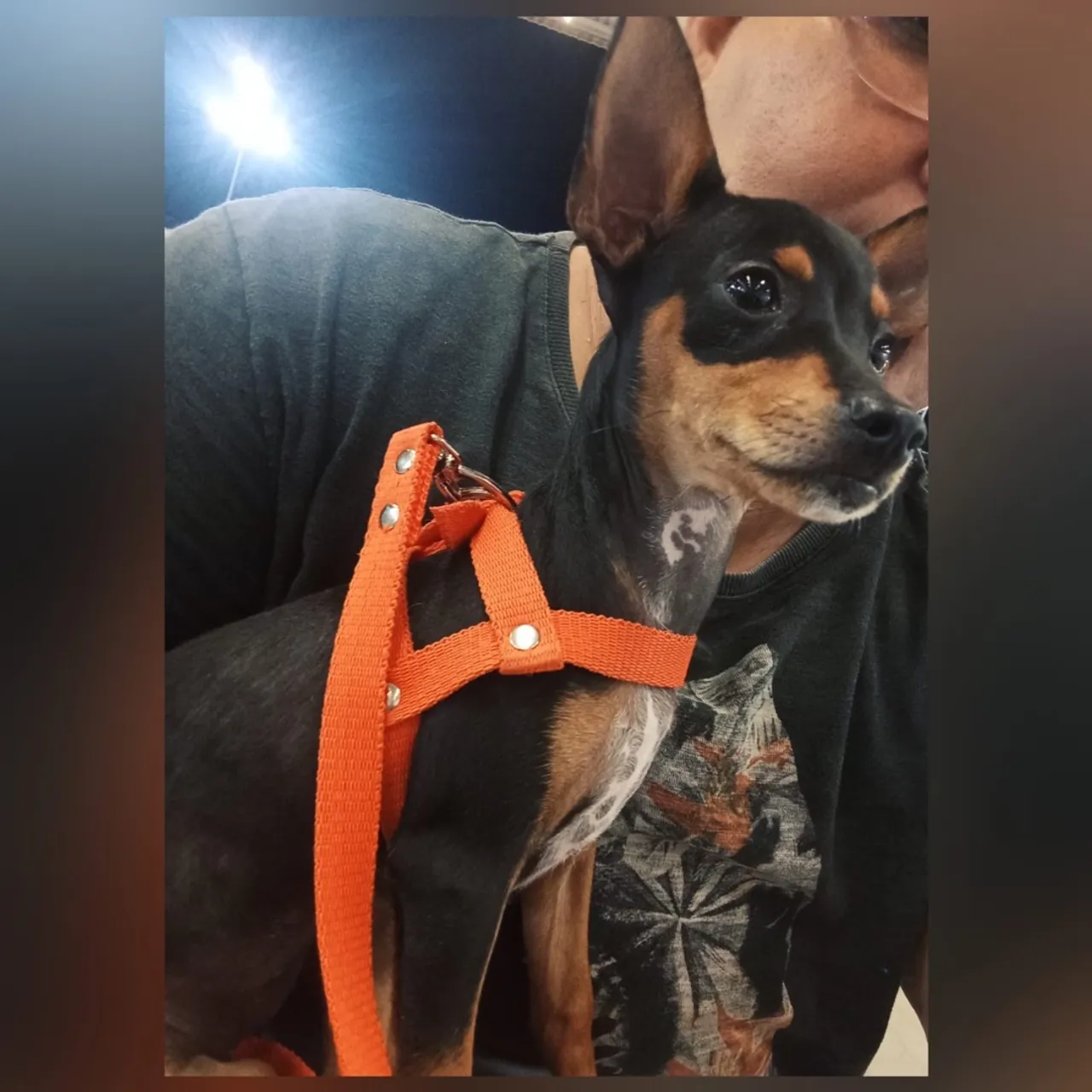 Filhote de Pinscher com 7 meses de vida fêmea 