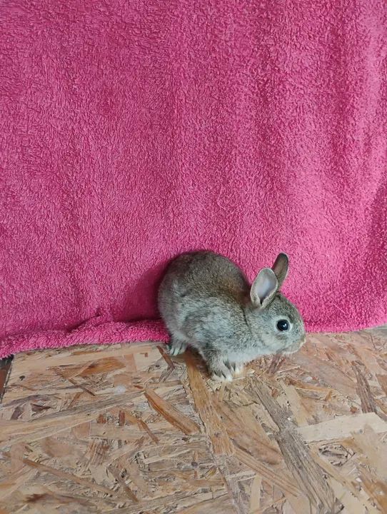 Mini Coelhos Netherland. - Foto 4