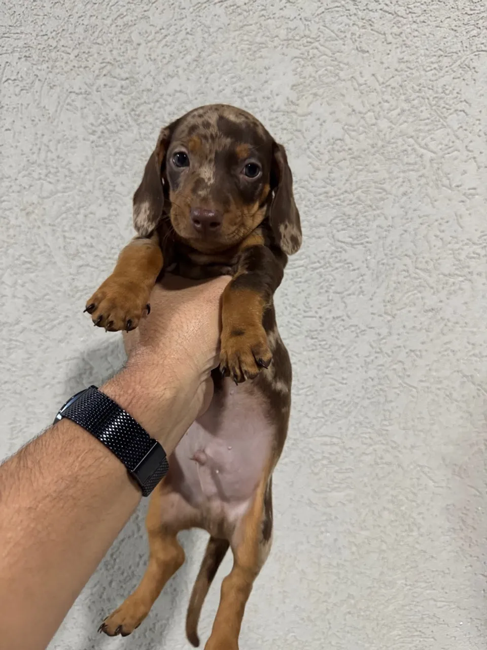 Lindo filhote de Teckel, Dachshund, Salsicha