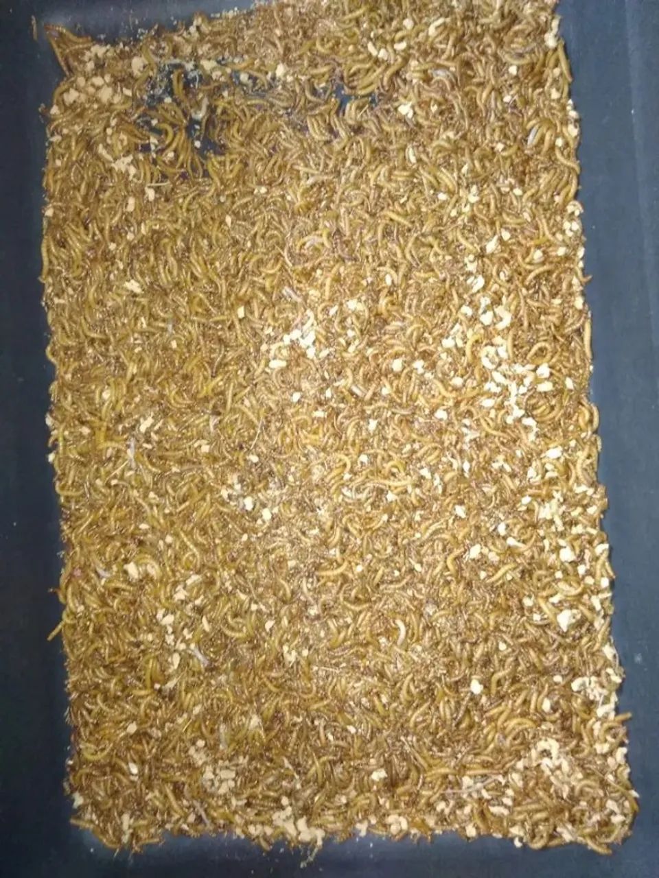 Tenébrios molitor64276689077891124