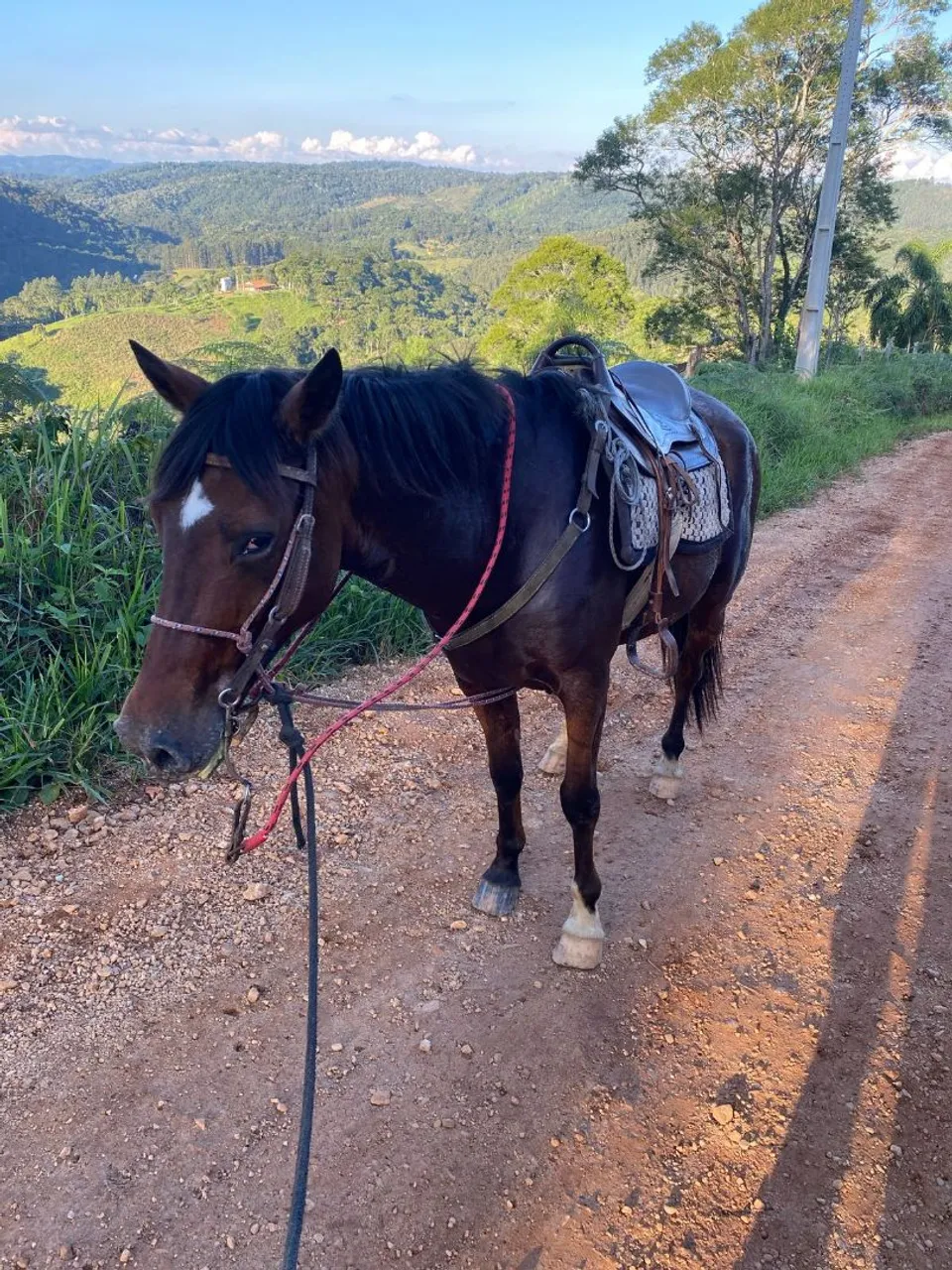Cavalo para venda