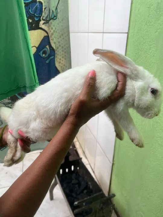 Coelhinhos Branco e Preto- Fofo e Carinhoso - Foto 2