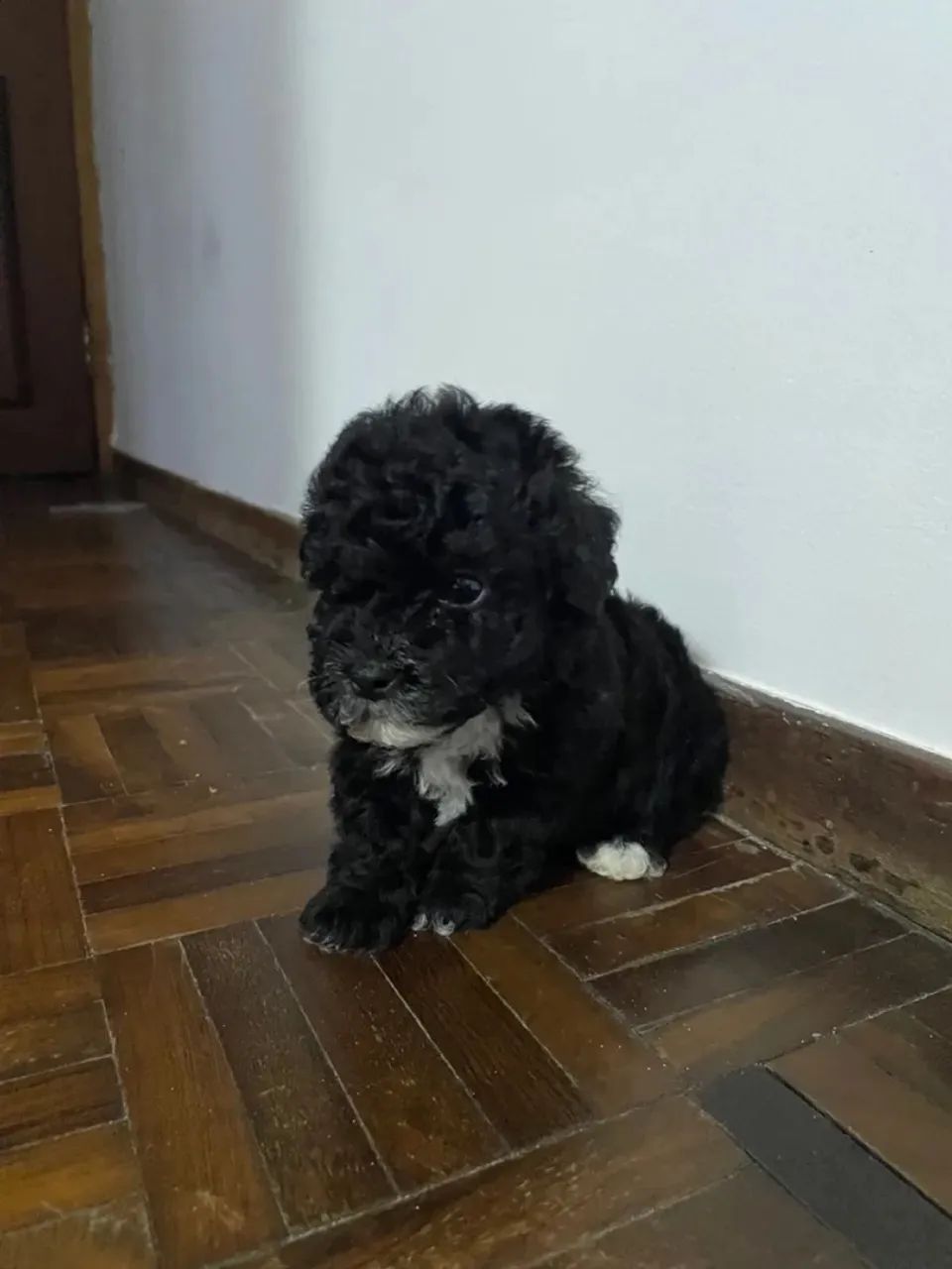 Cachorro maltês com poodle pretinha fêmea caminha brinde zap (85)99990.2592