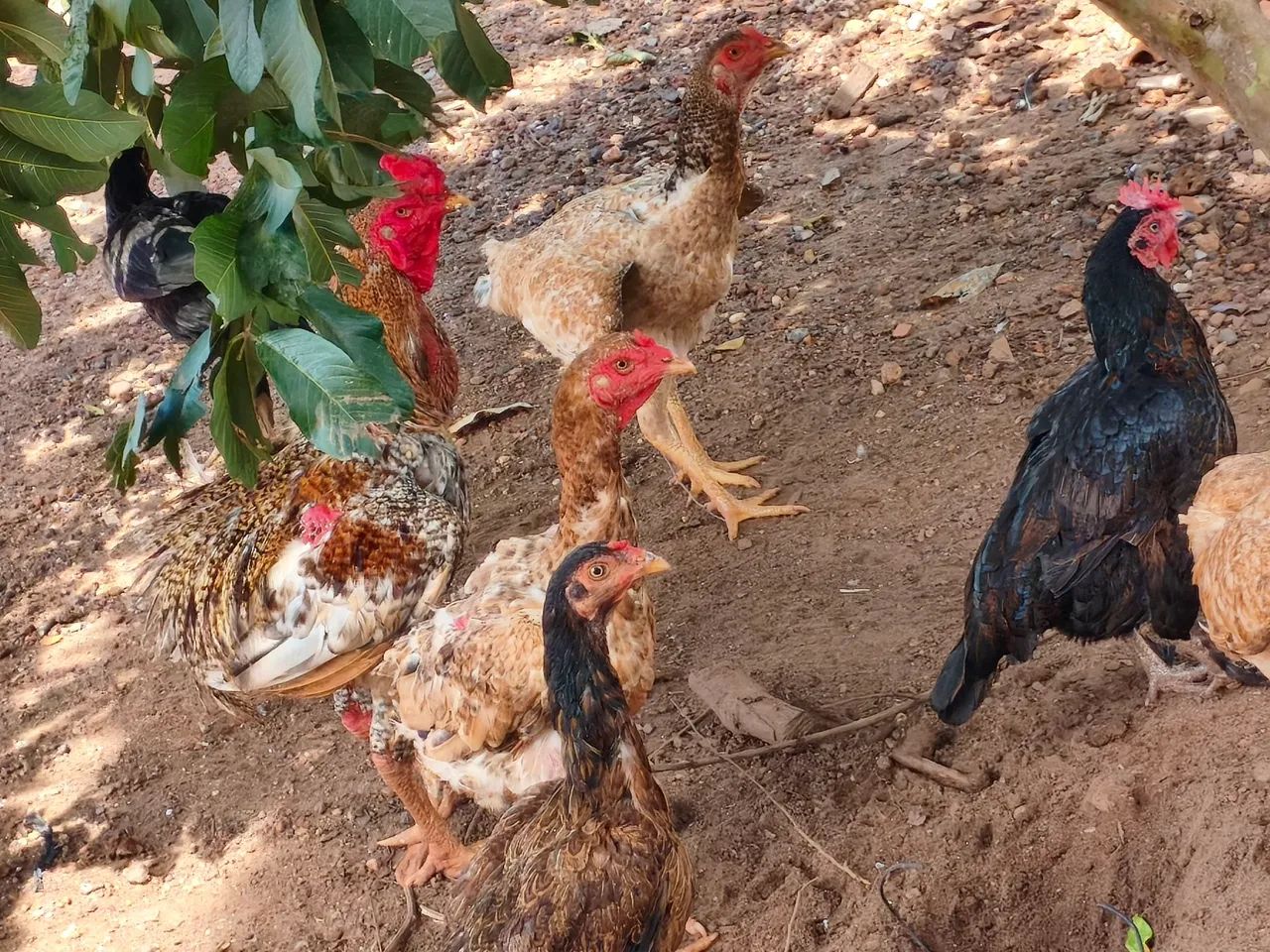 Vende-se galinha caipira, índia e indo gigante  - Foto 5