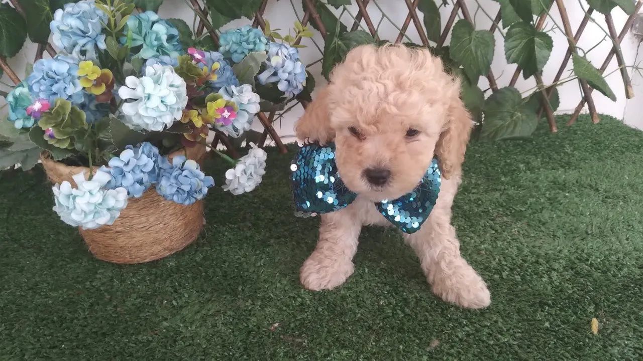 caieiras love kennel - opção ideal para todas as idades