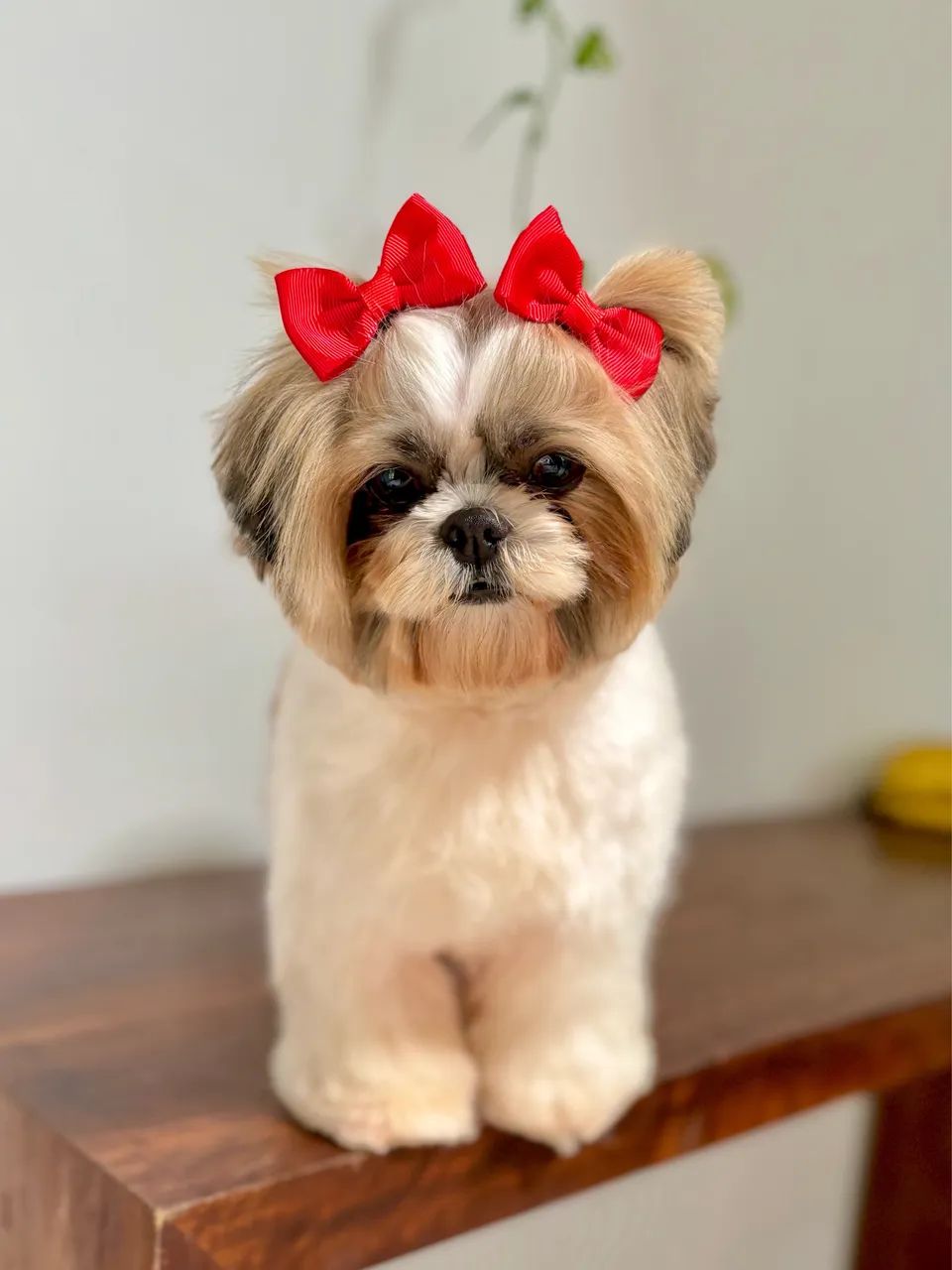 ShihTzu 