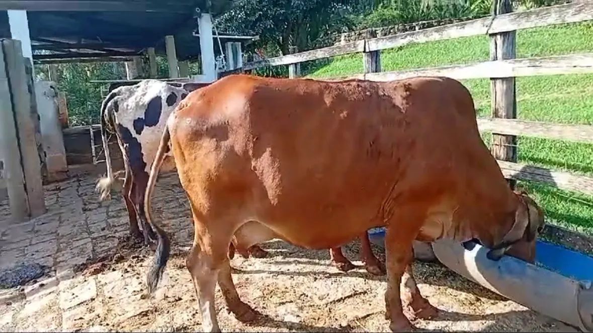 Três Vacas leiteiras para venda - Foto 2