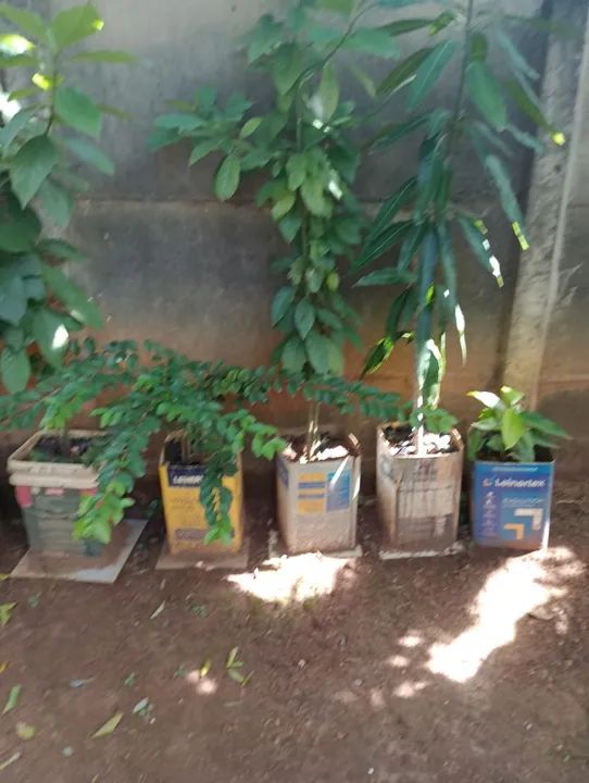 Vende se Mudas vários tipos.  - Foto 3