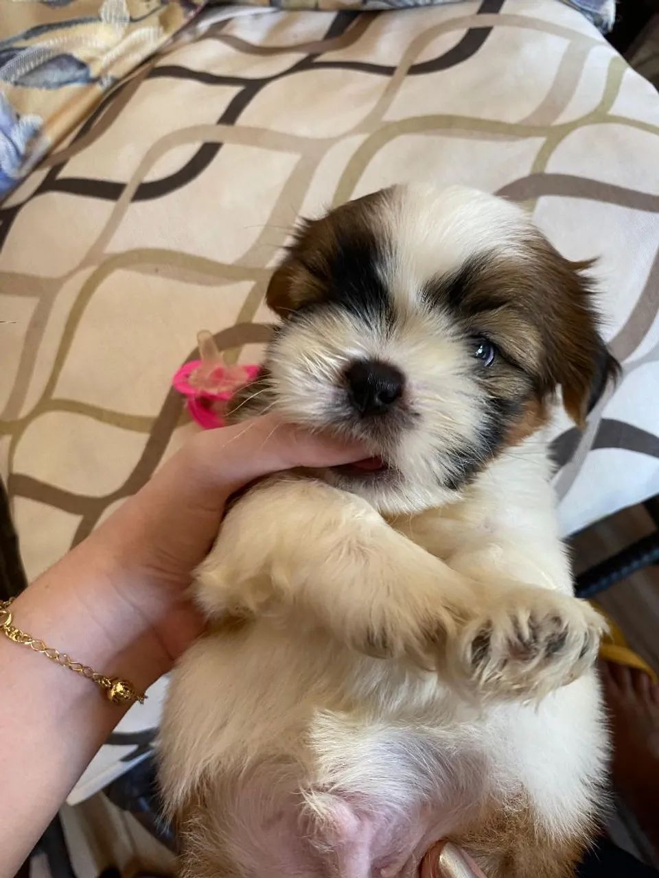 Vendo Shih Tzu fêmea e macho - somente venda - Foto 5
