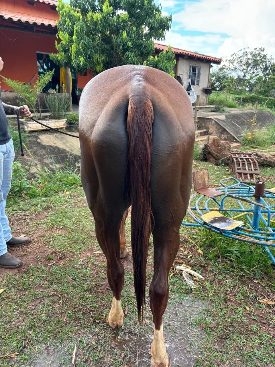 Égua Quarto de Milha  - Foto 3