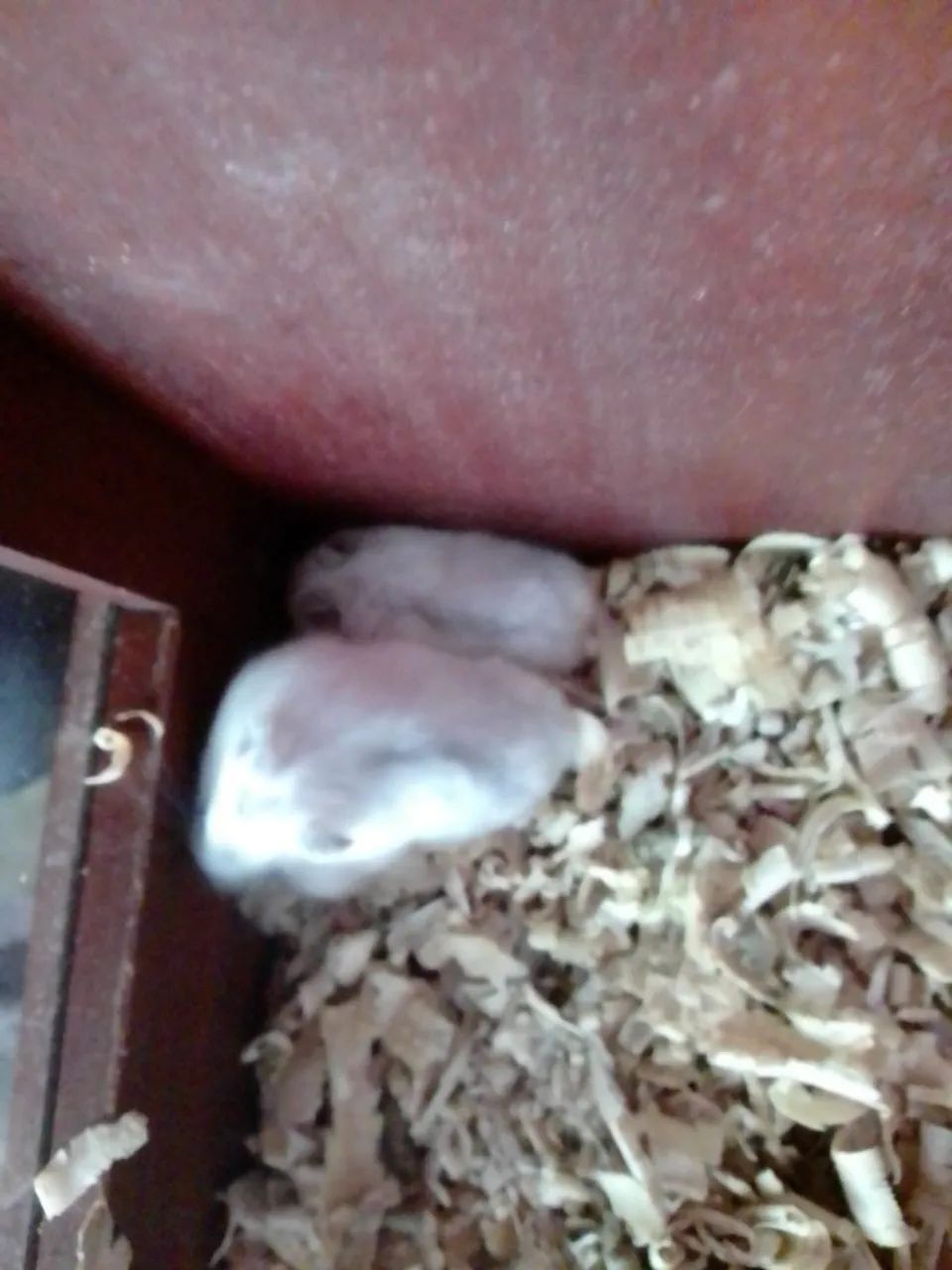 Hamister filhote  - Foto 3