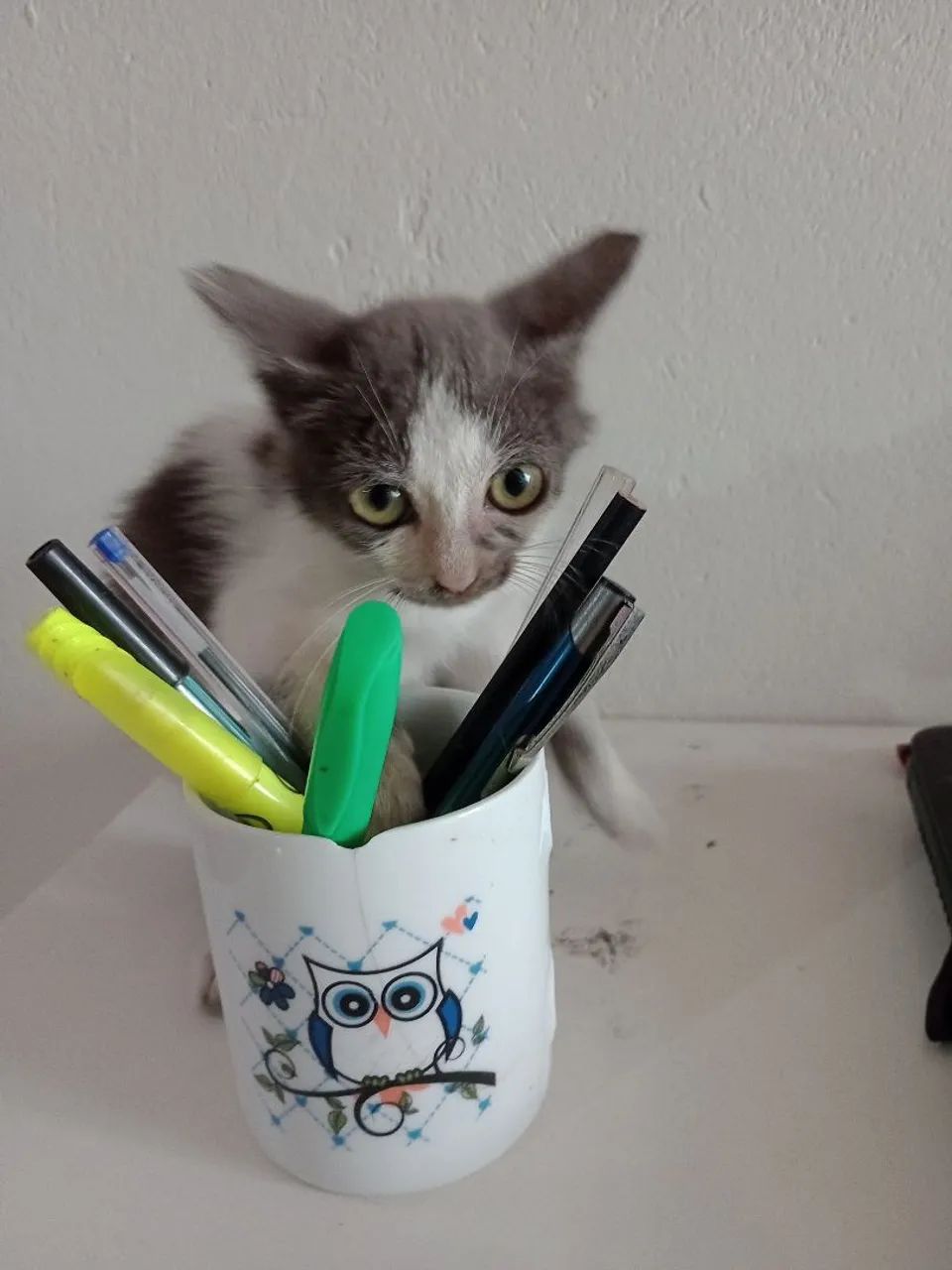 Gatinha cinza e branco disponível para adoção - Foto 3