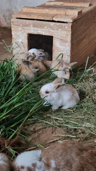 Coelhos mini lop Uruguaio ( os coelhos com orelhas caidas ) 
