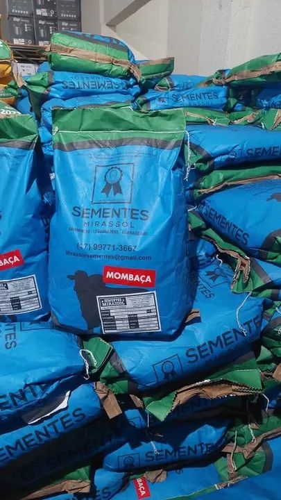 Semente de Mombaça 10kg incrustada para pastagem - Mirassol - Foto 2