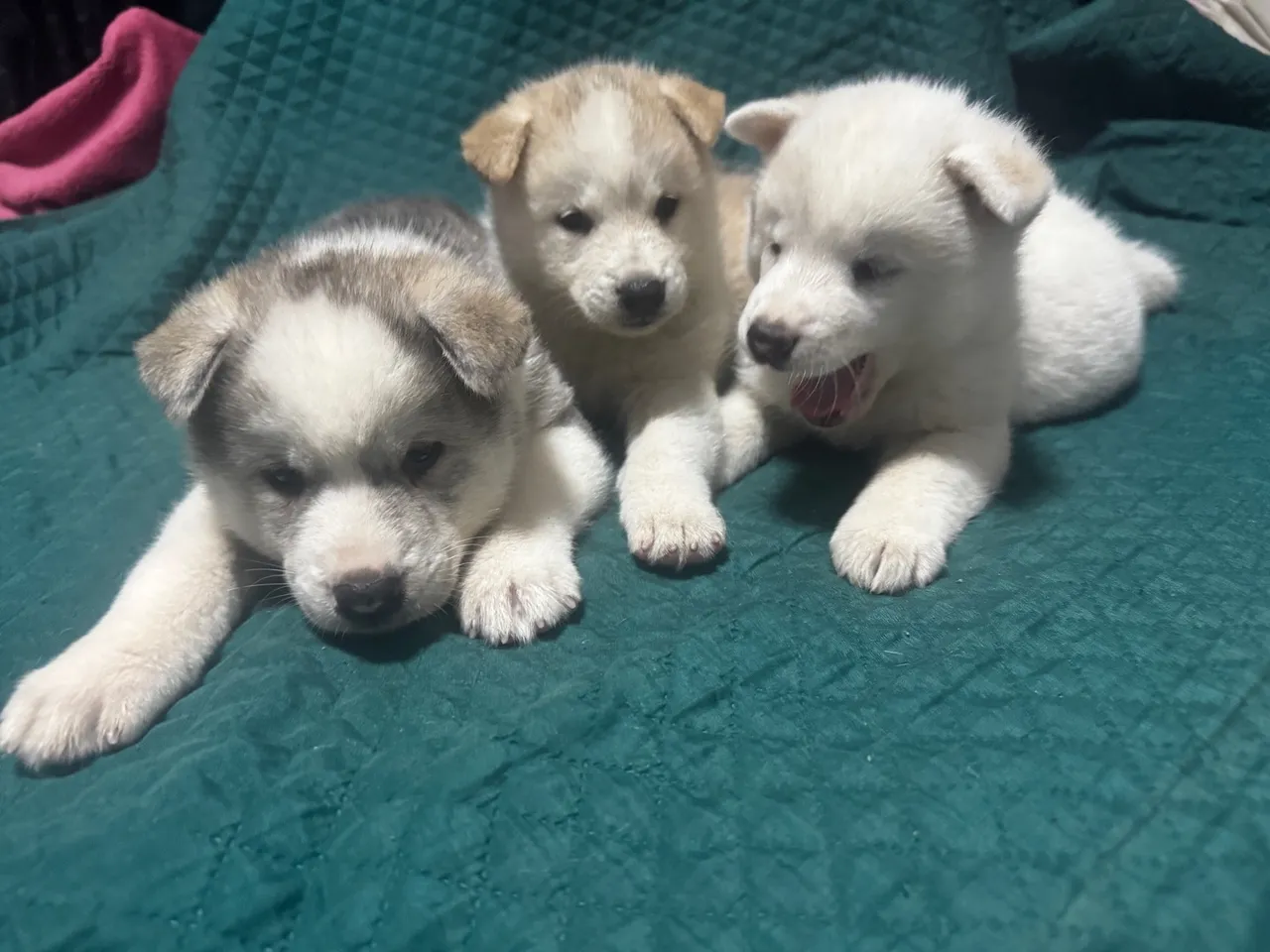 Filhotes de Akita 