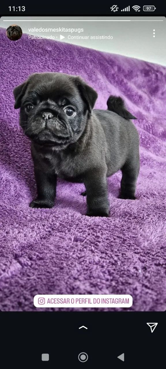 Filhote Pug Preto