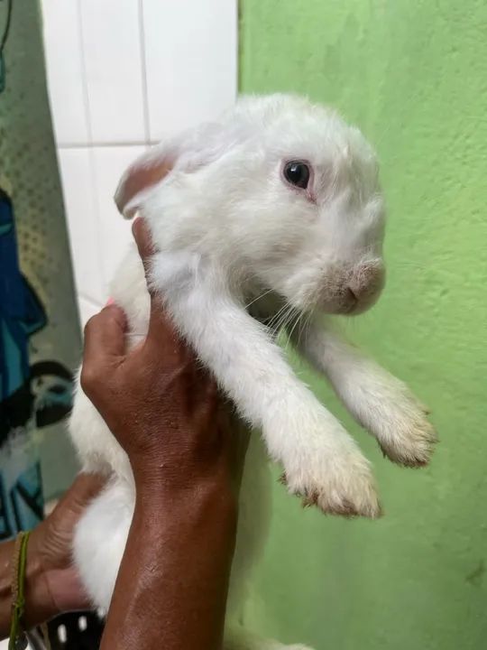 Coelhinhos Branco e Preto- Fofo e Carinhoso