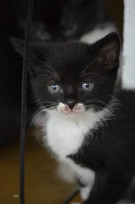 Gato angorá frajola 