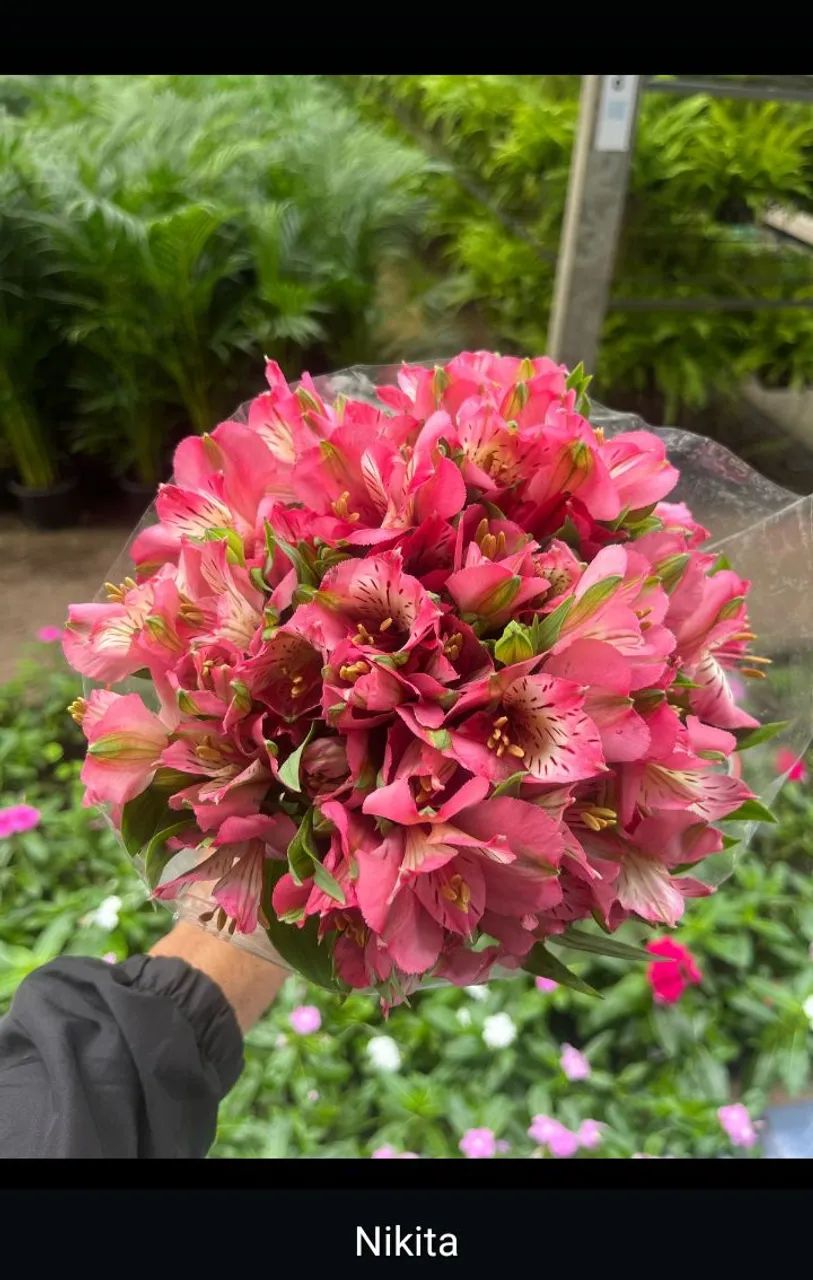 Buquês de flores naturais/ entrega grátis  - Foto 6