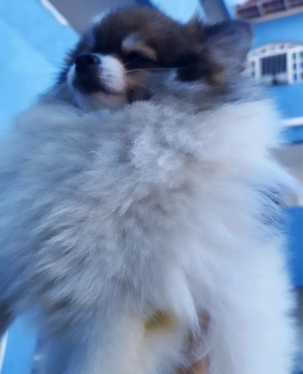 Lulu da Pomerania anã - Particolor de Laranja - Foto 3